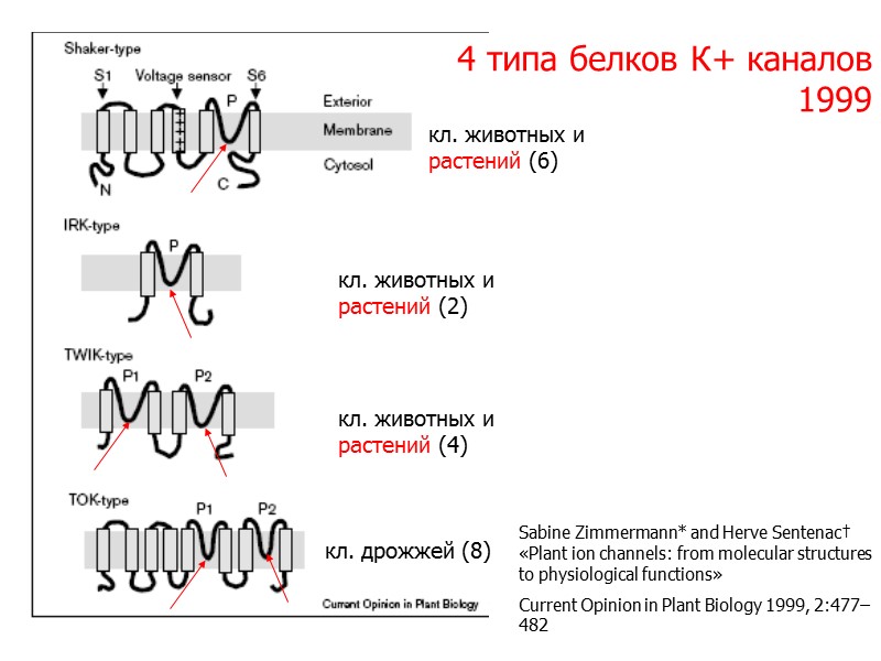 4 типа белков К+ каналов 1999 кл. дрожжей (8) кл. животных и растений (2)